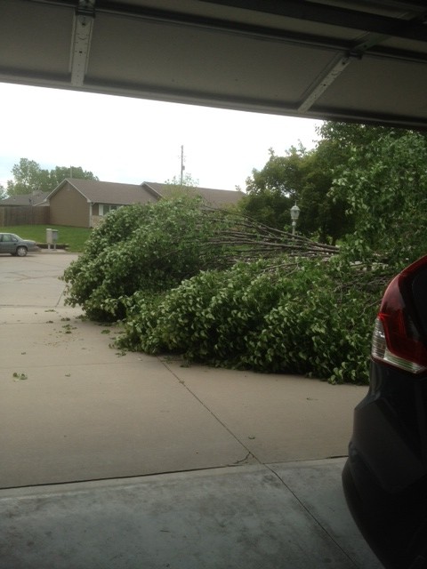 half of my bradford pear tree